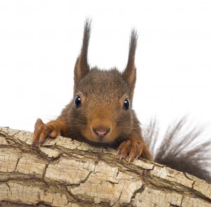 Close-up of a Red squirrel, Sciurus vulgaris, hiding