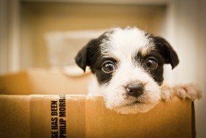 Puppy in box