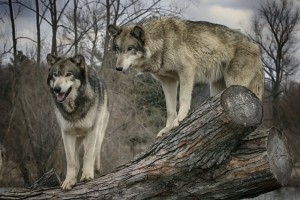 wolves on a log