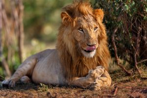 nyati-safari-no-dyrebeskyttelsen-kristiansand-no