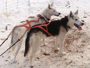 Seppala_Siberian_Sleddog