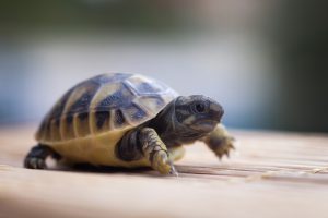 little turtle walk ahead