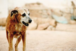 A poor hungry dog by himself outside